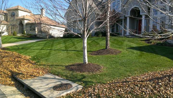Front yard mid-cleanup, with fallen leaves still along the edges of a cleared lawn and a young tree