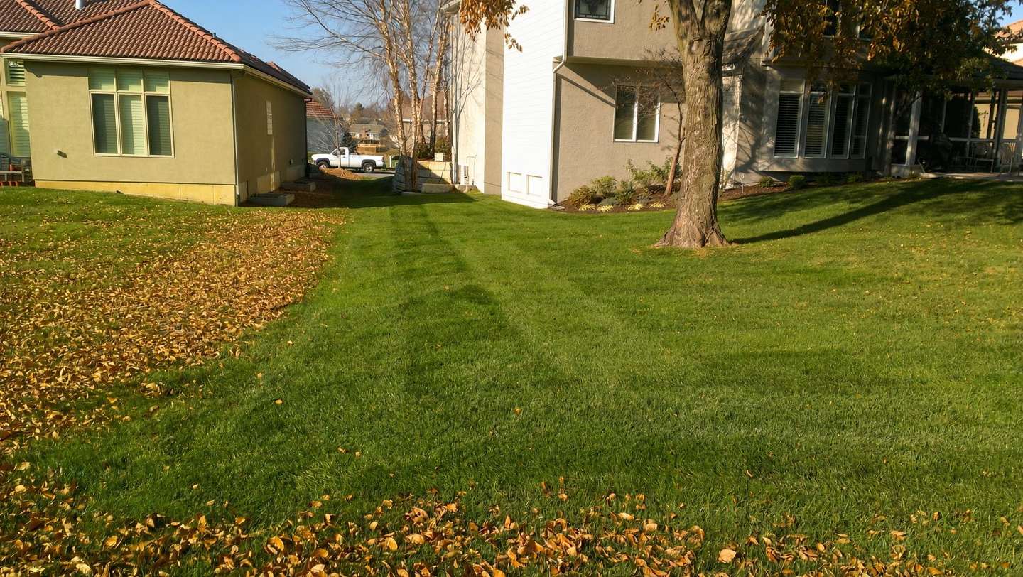 Lawn partly cleared of fallen leaves, with mowing stripes on the cleared side and leaves still covering the rest